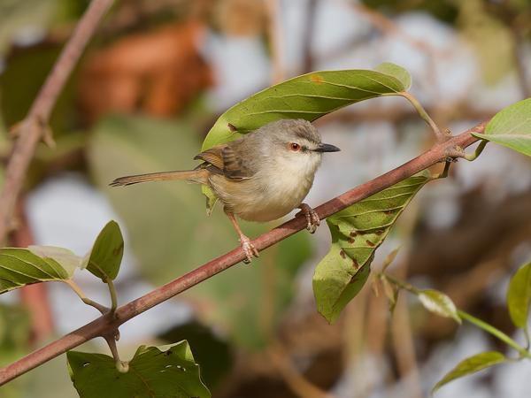 <h3><a href="/trips/gambia/biota/animalia/chordata/aves/040 passeriformes/088 cisticolidae/prinia subflava/prinia subflava-nl.html">Prinia&nbsp;subflava</a> / Tawny‑flanked&nbsp;prinia / Roestflankprinia</h3>OM-1 Mark II met OLYMPUS M.150-400mm F4.5, 1/2000 sec  bij F4.5, ISO 500, afstand 7.92&nbsp;m